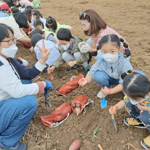 고구마 캐기 체험활동 & 민속마을 견학