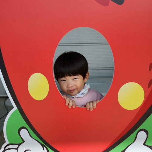 딸기밭 체험(영아반)