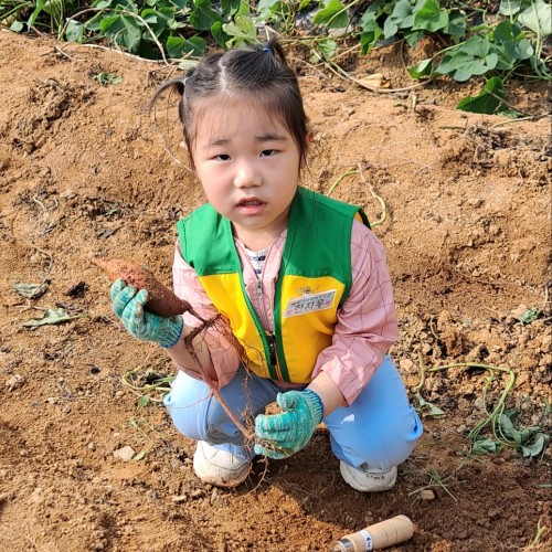고구마캐기 체험활동(영아반)