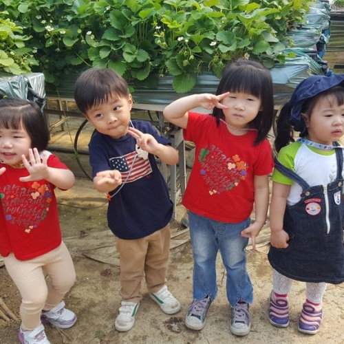 딸기밭체험활동